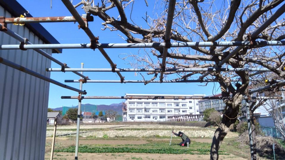 栢山圃場