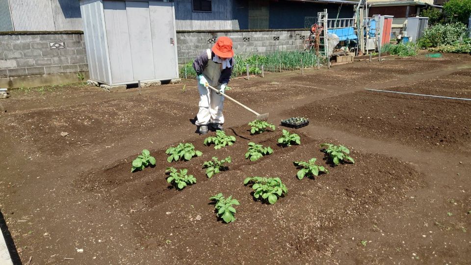 高田第1圃場