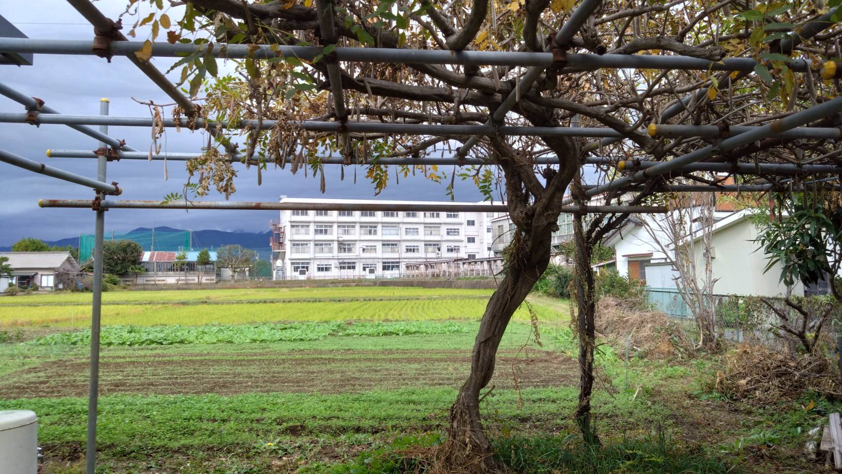 栢山圃場
