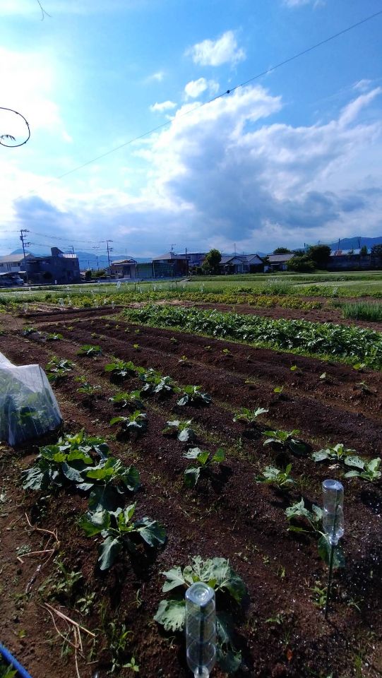栢山圃場