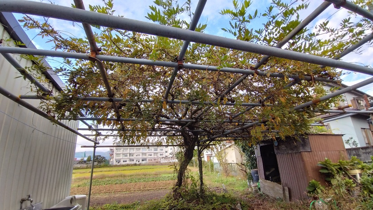 栢山圃場の様子