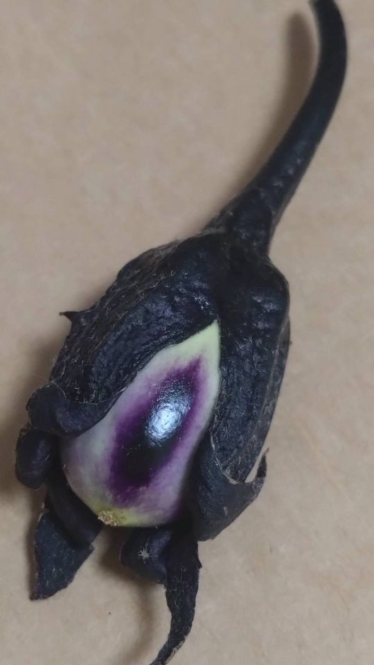 なすの一番果