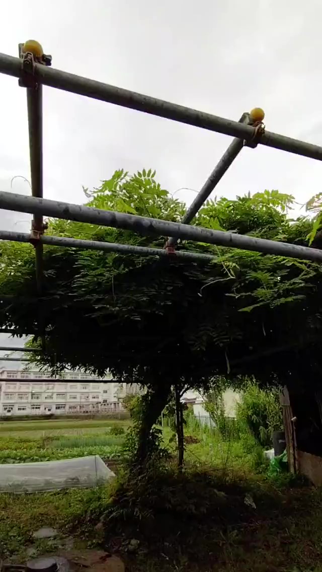 雨の栢山圃場