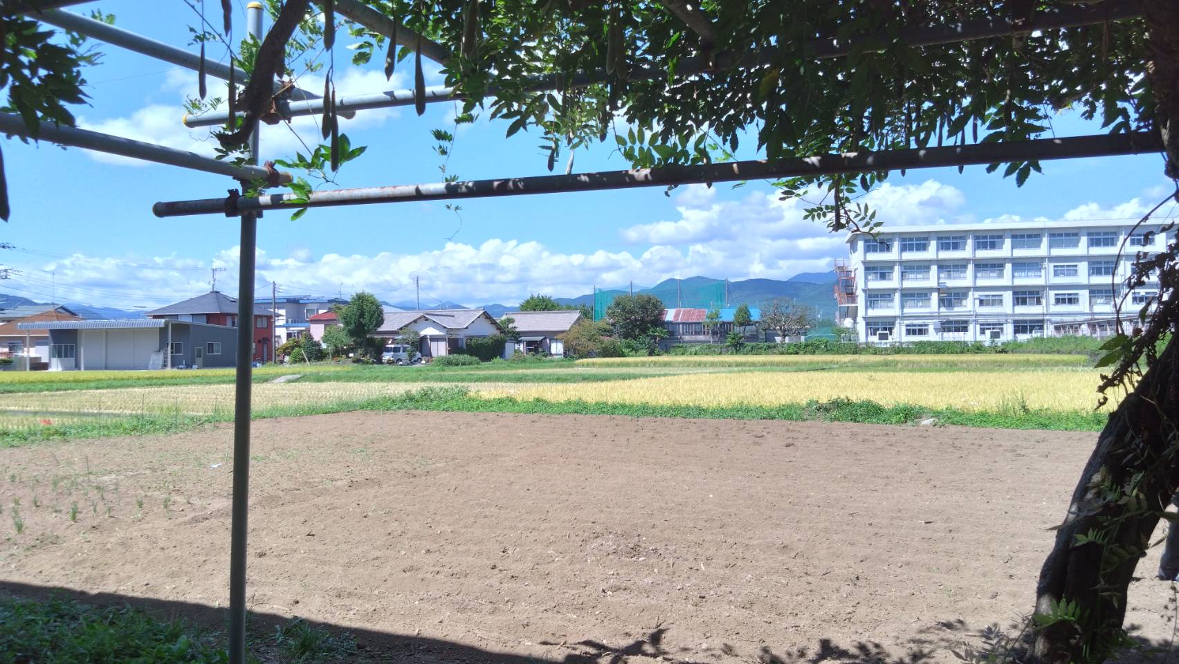 栢山圃場