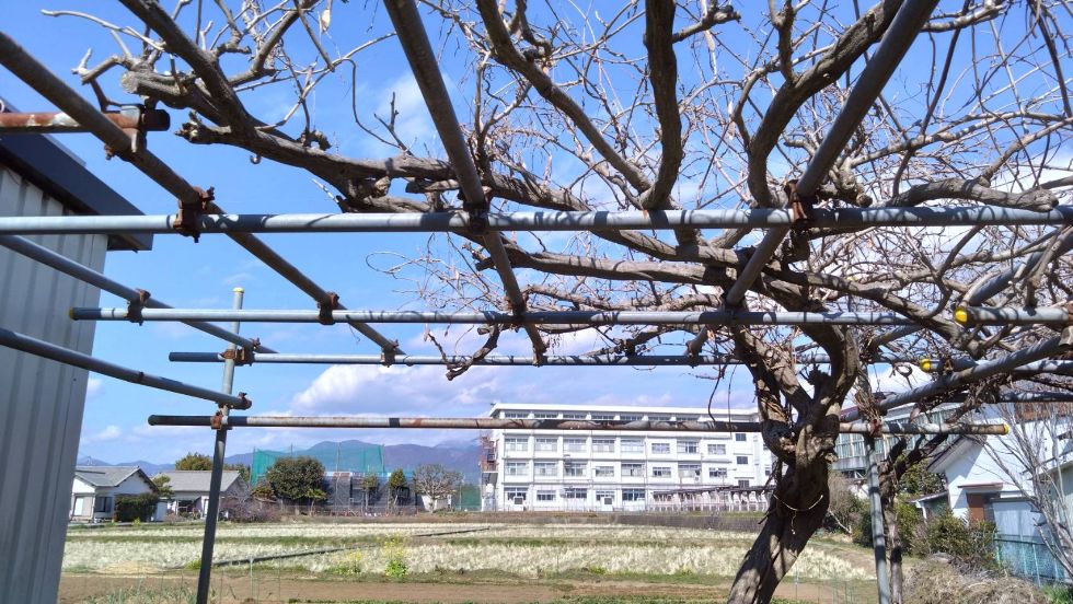 栢山圃場