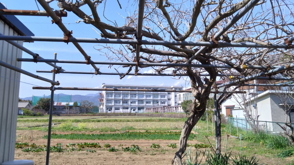 栢山圃場