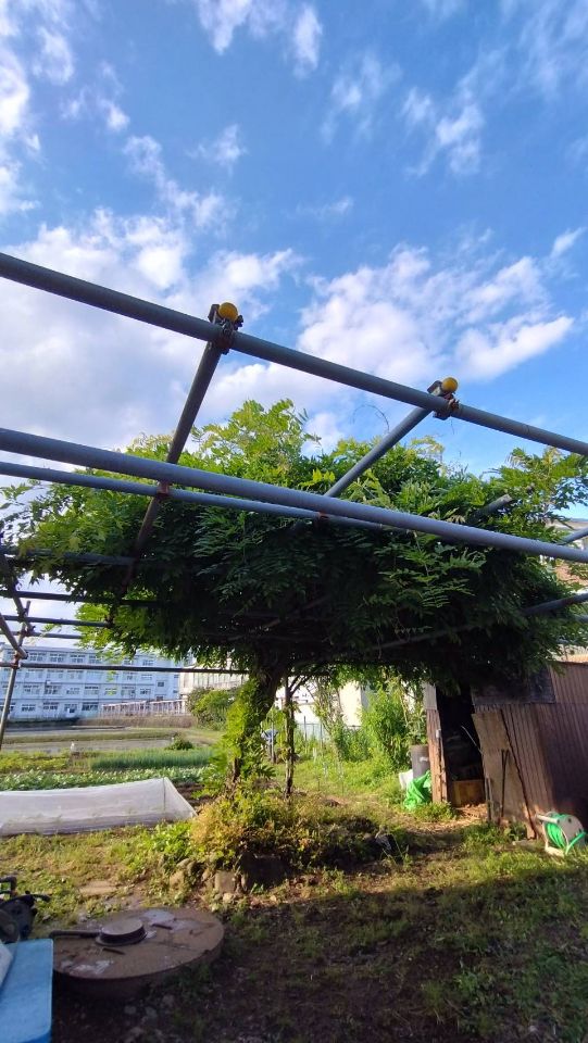 夏野菜のきゅうり