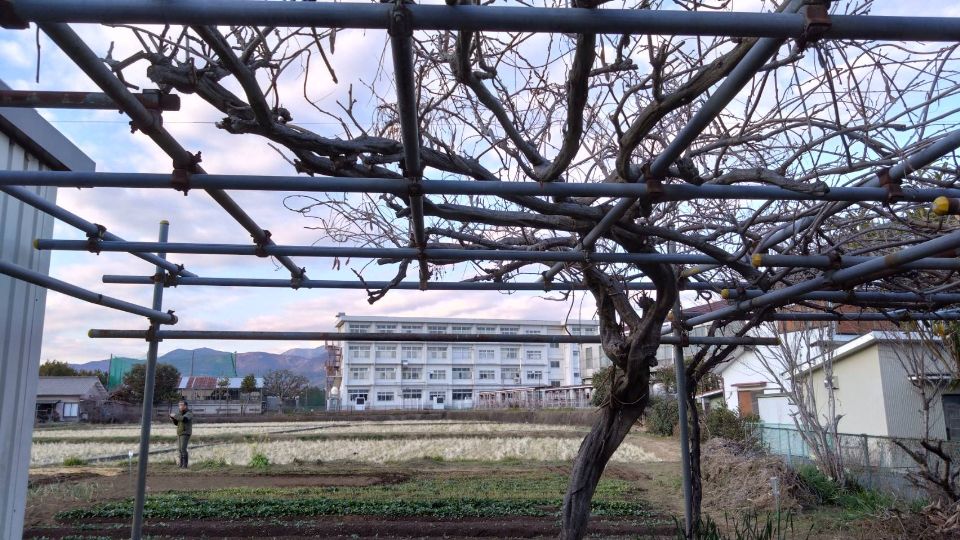 栢山圃場