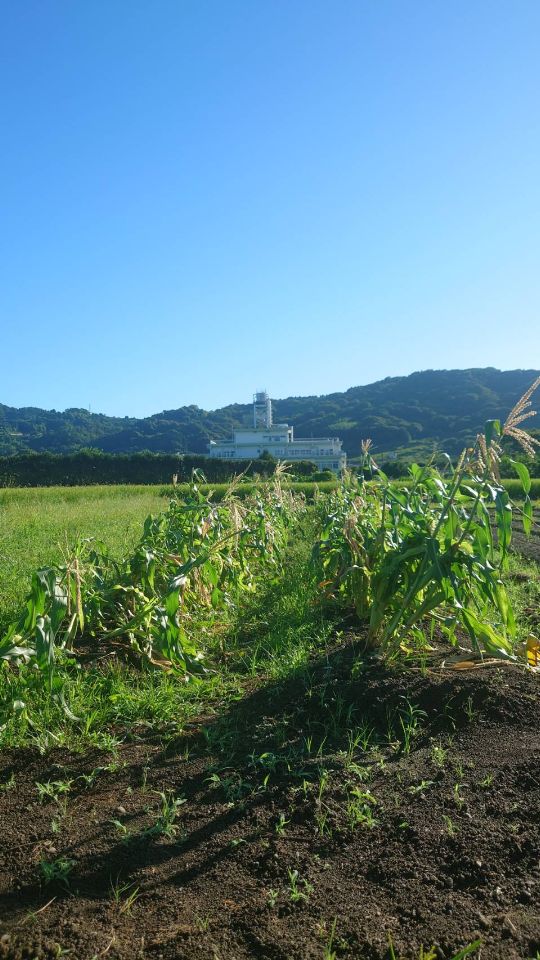 とうもろこし、倒れる