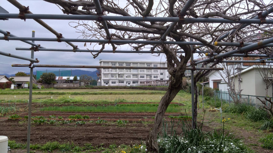 栢山圃場