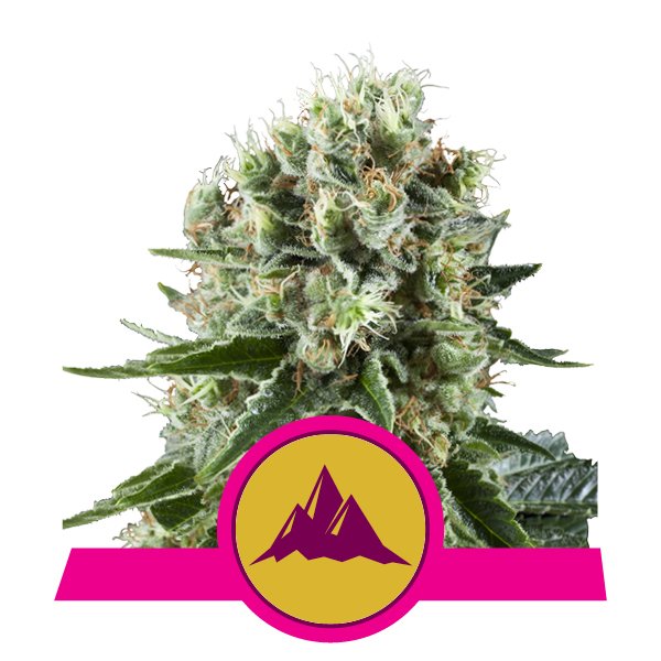 ROYAL QUEEN SEEDS - CRITICAL KUSH - Seed Market - Semi Femminizzati e