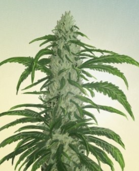 SKUNK XXL AUTO - ZOE SEEDS - Seed Market - Semi Femminizzati e Autofiorenti