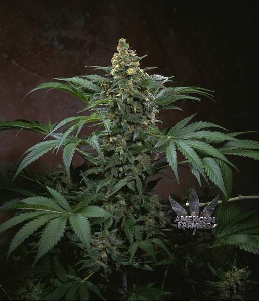 sage sour bubble gum strain sage sour bubble gum strain