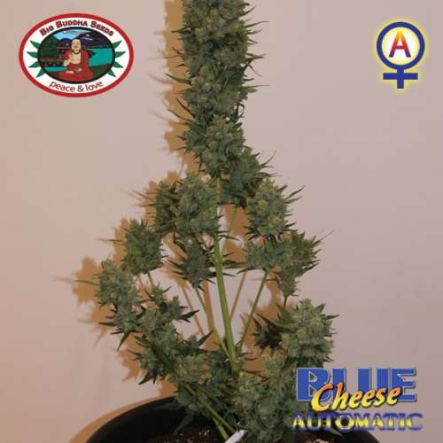 BIG BUDDHA SEEDS Auto BLUE CHEESE CHEESE AUTO Seed Market Semi Femminizzati e Autofiorenti