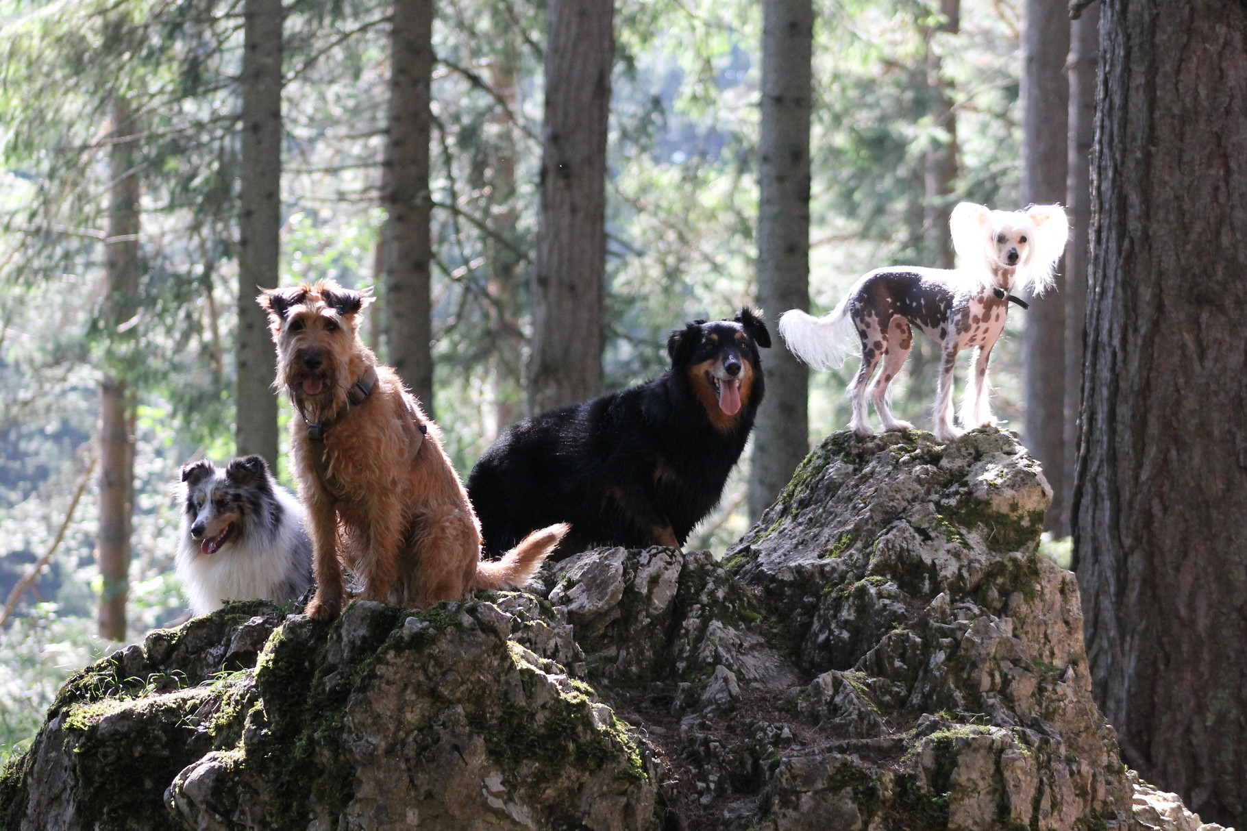 Grüner See (6.8.2012) (Foto von Lisa Schaden)