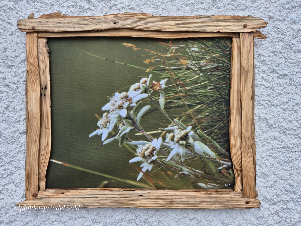 Bilder Grindelwald
