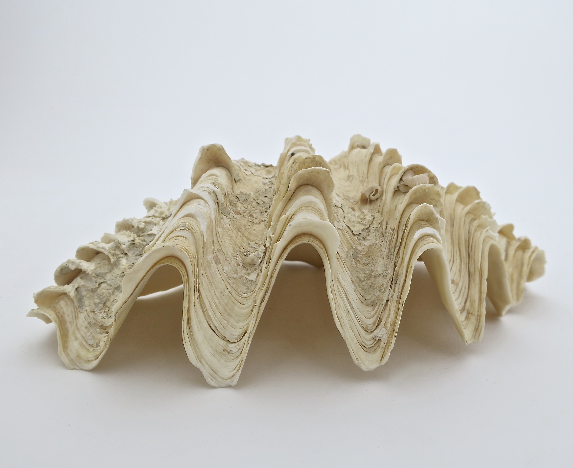 tridacna mördermuschel Muschel nautisch nautic ocean badezimmer seifenschale interior natur nature seife bad inneneinrichtung