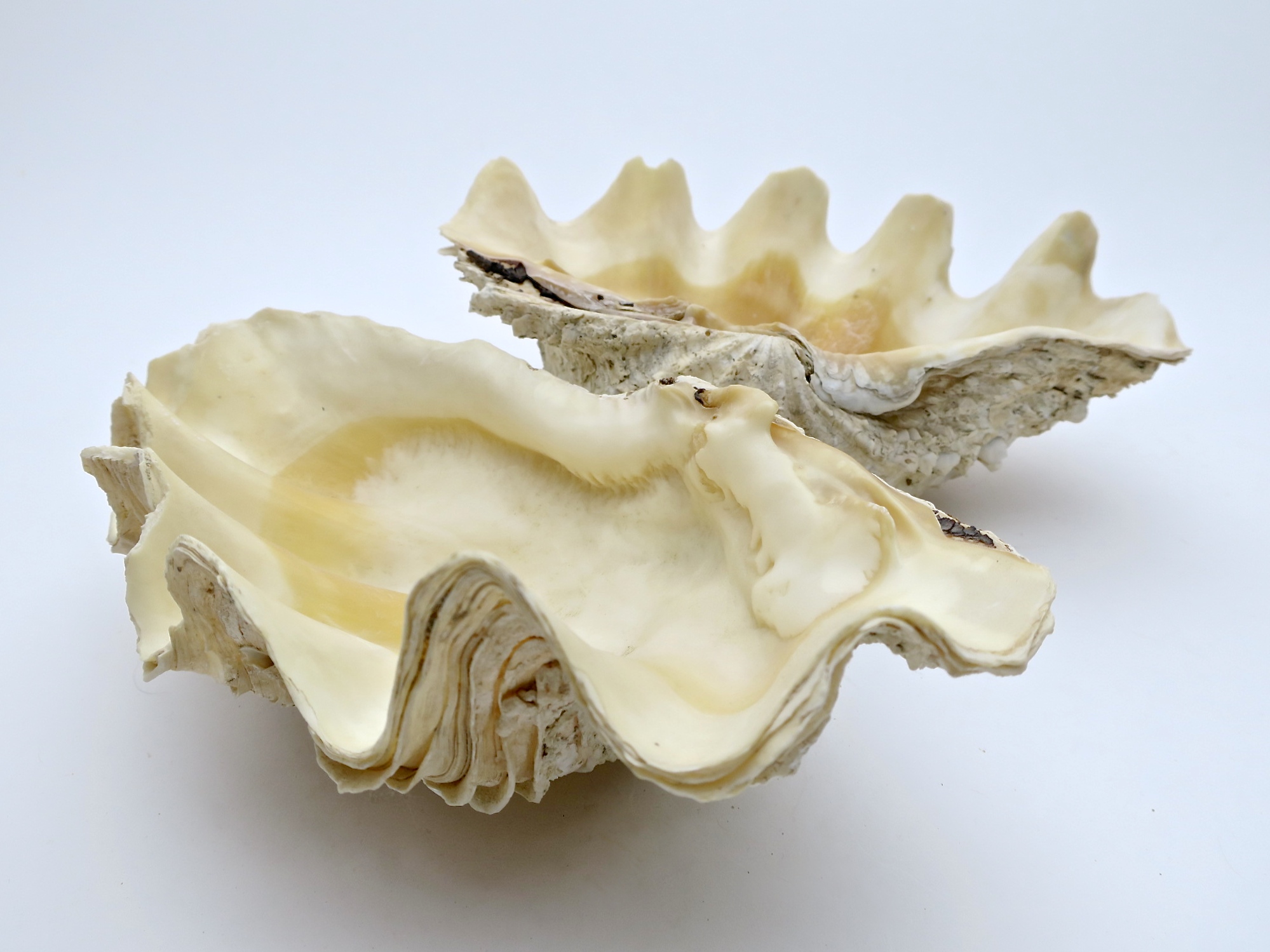 tridacna mördermuschel muschel shell badezimmer interior verliebt hochzeit wedding natur nature nautic nautisch ocean ozean