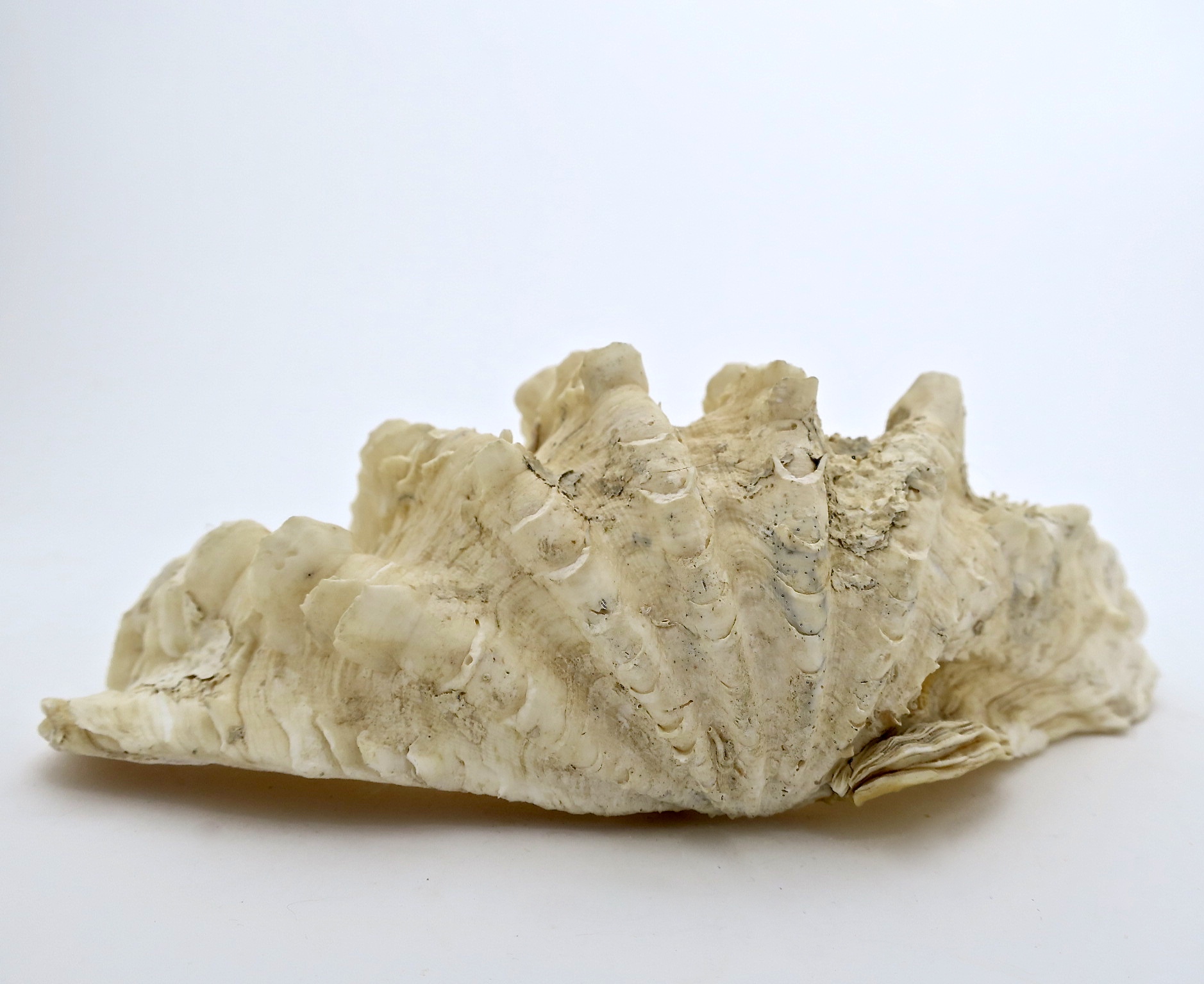 tridacna mördermuschel Muschel nautisch nautic ocean badezimmer seifenschale interior natur nature seife bad inneneinrichtung