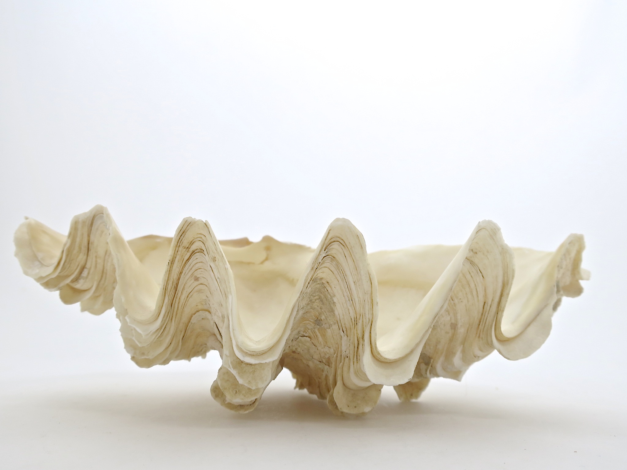 tridacna mördermuschel Muschel nautisch nautic ocean badezimmer seifenschale interior natur nature seife bad inneneinrichtung