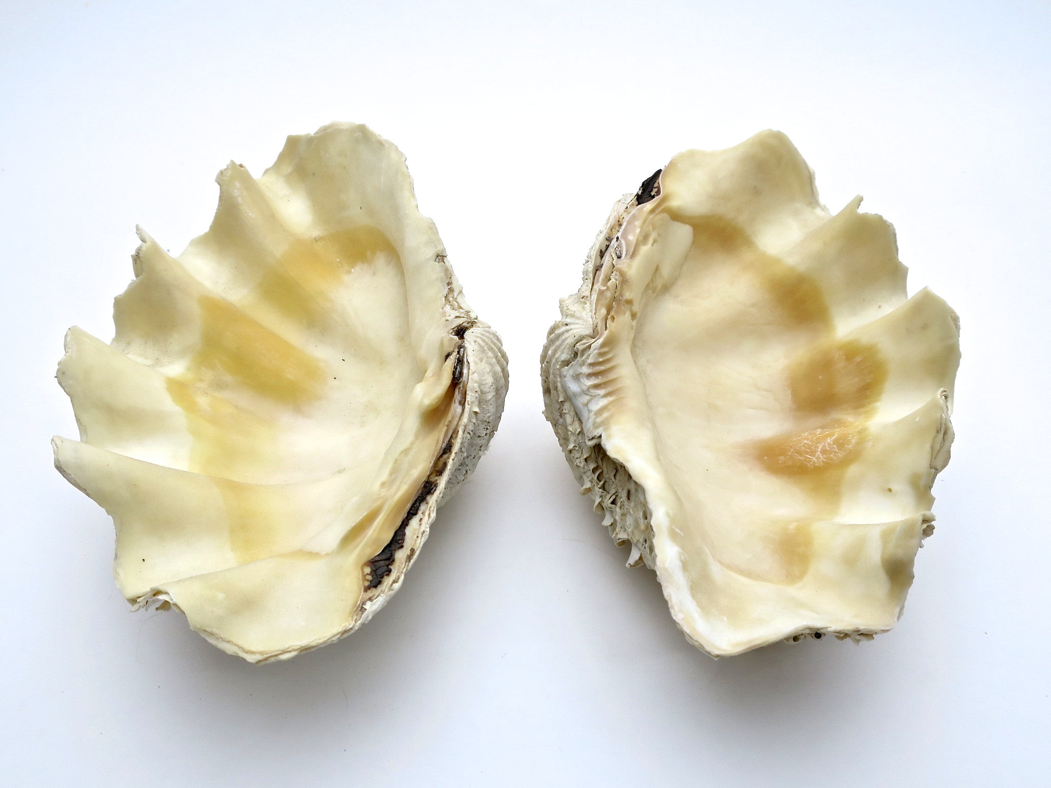 tridacna mördermuschel muschel shell badezimmer interior verliebt hochzeit wedding natur nature nautic nautisch ocean ozean