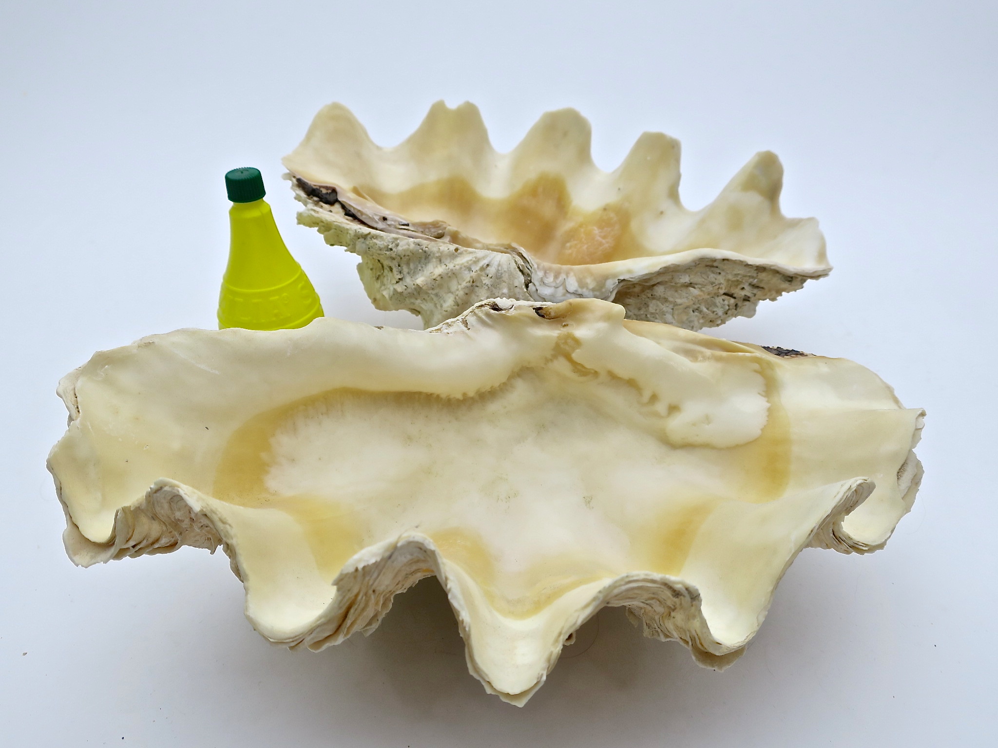 tridacna mördermuschel muschel shell badezimmer interior verliebt hochzeit wedding natur nature nautic nautisch ocean ozean