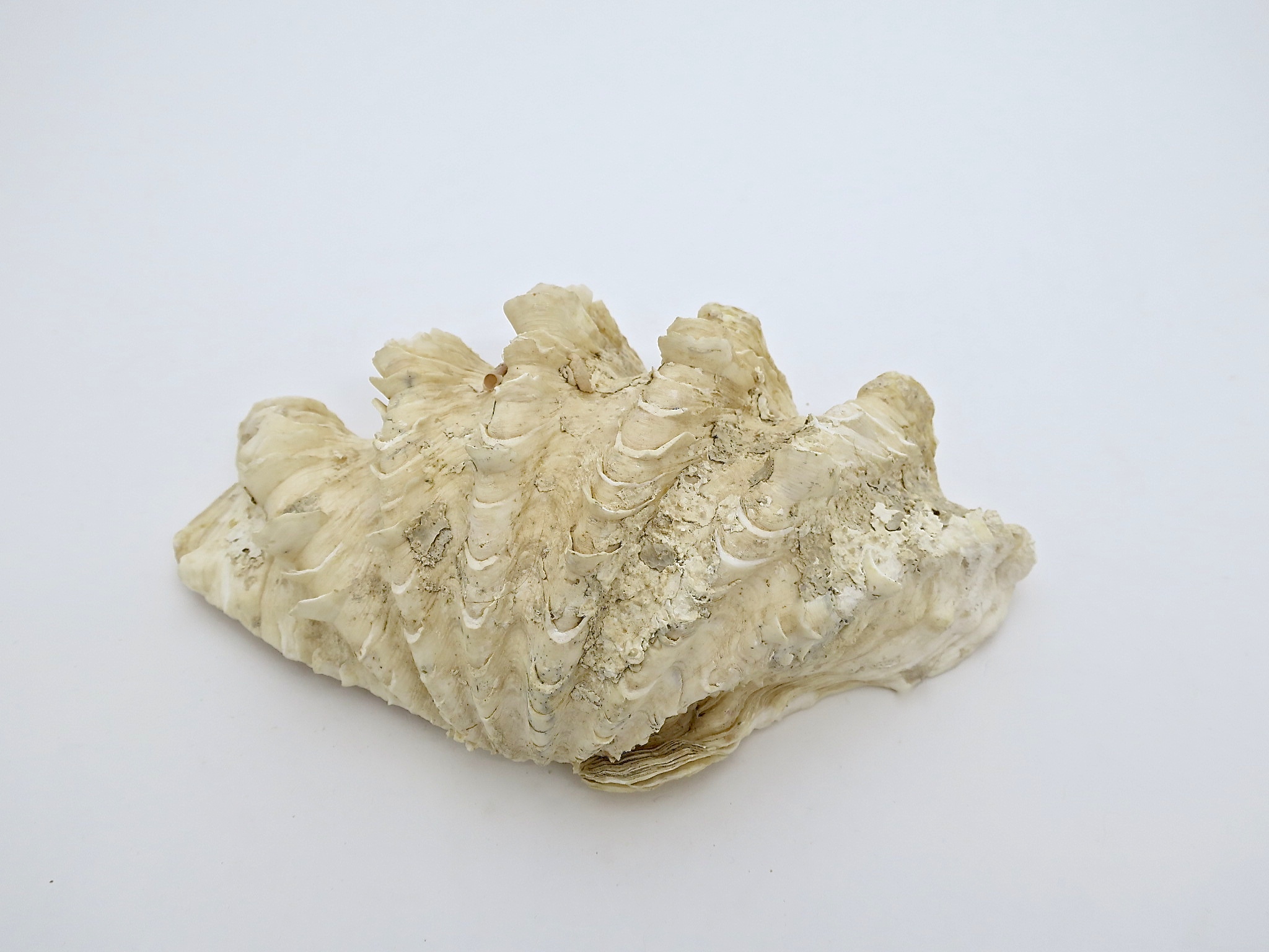 tridacna mördermuschel Muschel nautisch nautic ocean badezimmer seifenschale interior natur nature seife bad inneneinrichtung