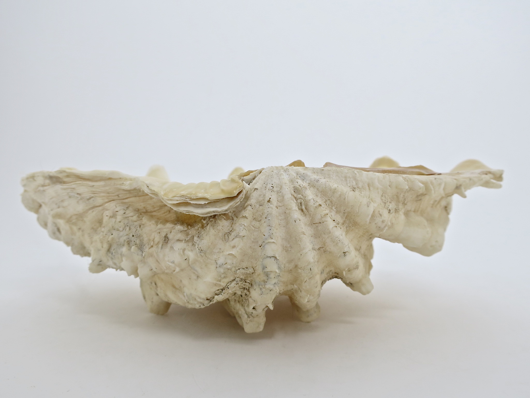 tridacna mördermuschel Muschel nautisch nautic ocean badezimmer seifenschale interior natur nature seife bad inneneinrichtung