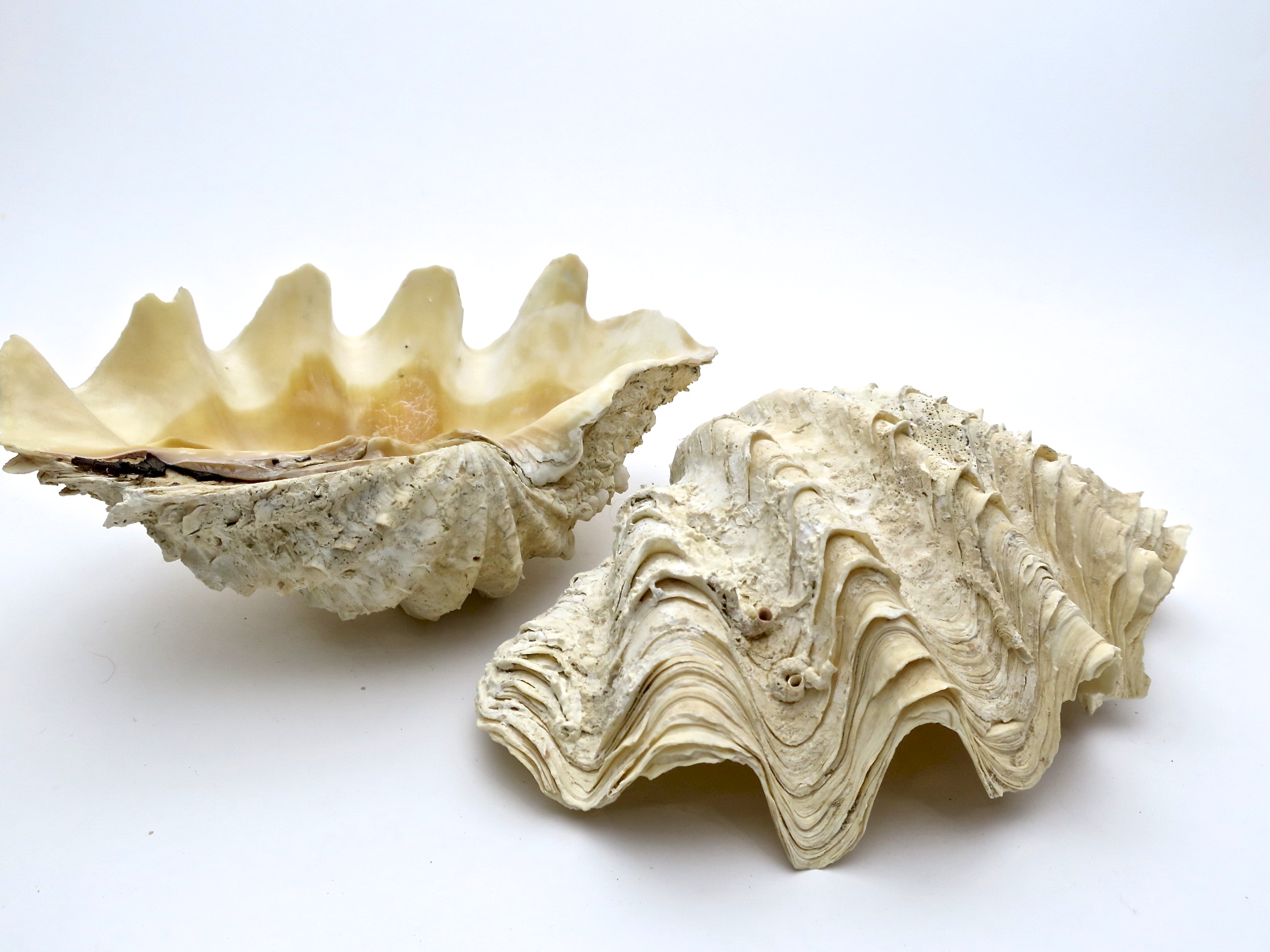 tridacna mördermuschel muschel shell badezimmer interior verliebt hochzeit wedding natur nature nautic nautisch ocean ozean seife seifenschale soap