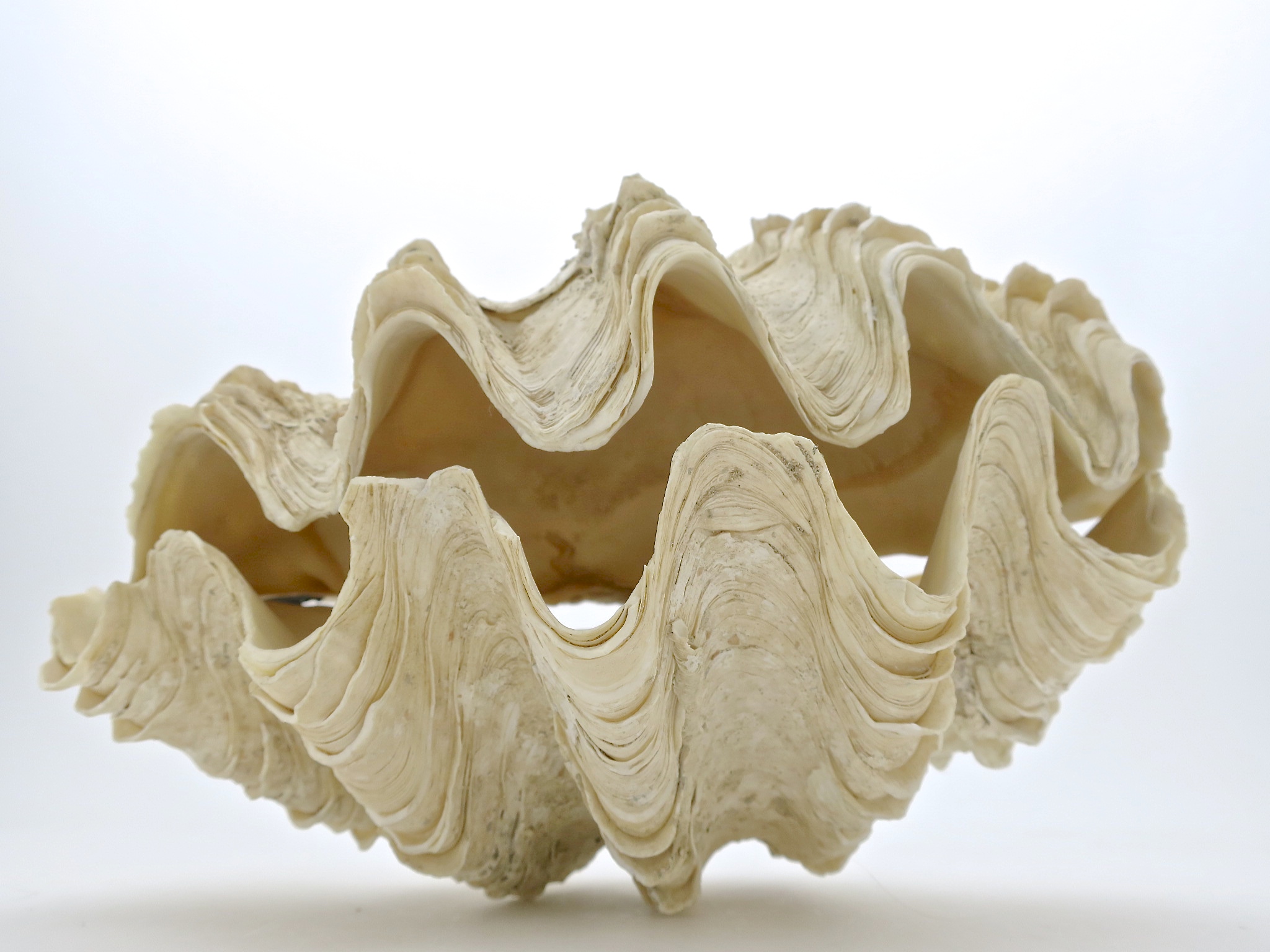 tridacna mördermuschel muschel shell badezimmer interior verliebt hochzeit wedding natur nature nautic nautisch ocean ozean
