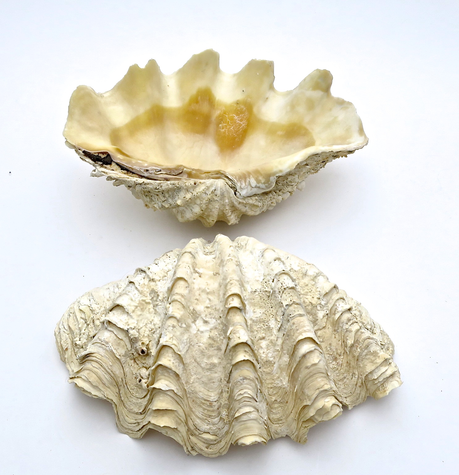 tridacna mördermuschel muschel shell badezimmer interior verliebt hochzeit wedding natur nature nautic nautisch ocean ozean