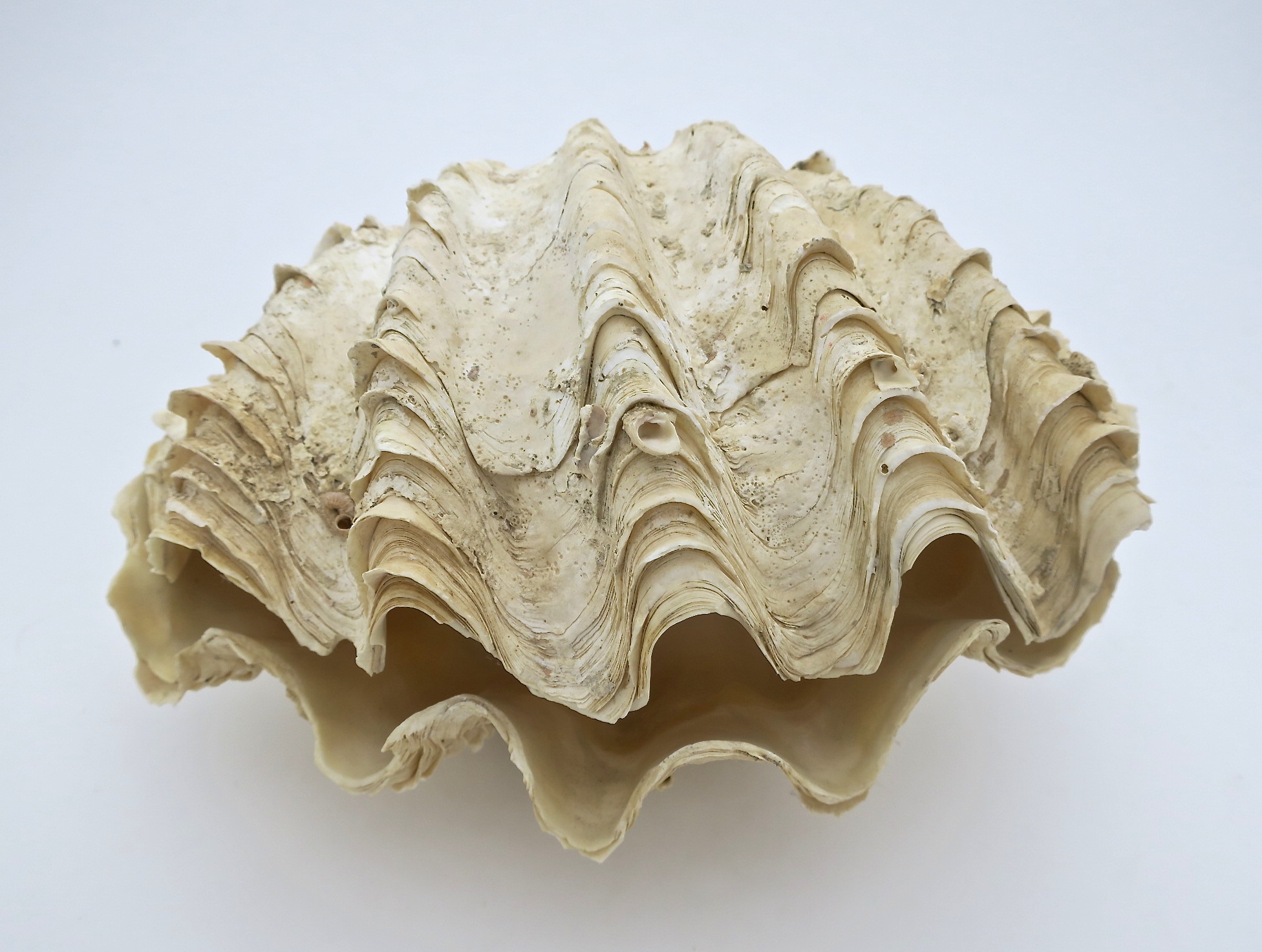 tridacna mördermuschel muschel shell badezimmer interior verliebt hochzeit wedding natur nature nautic nautisch ocean ozean