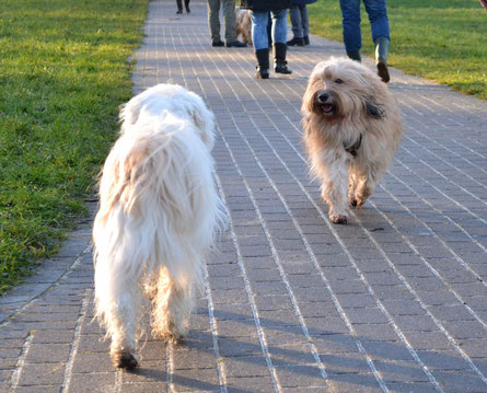 Hundeschule Bremen - Hundeschule MOMO