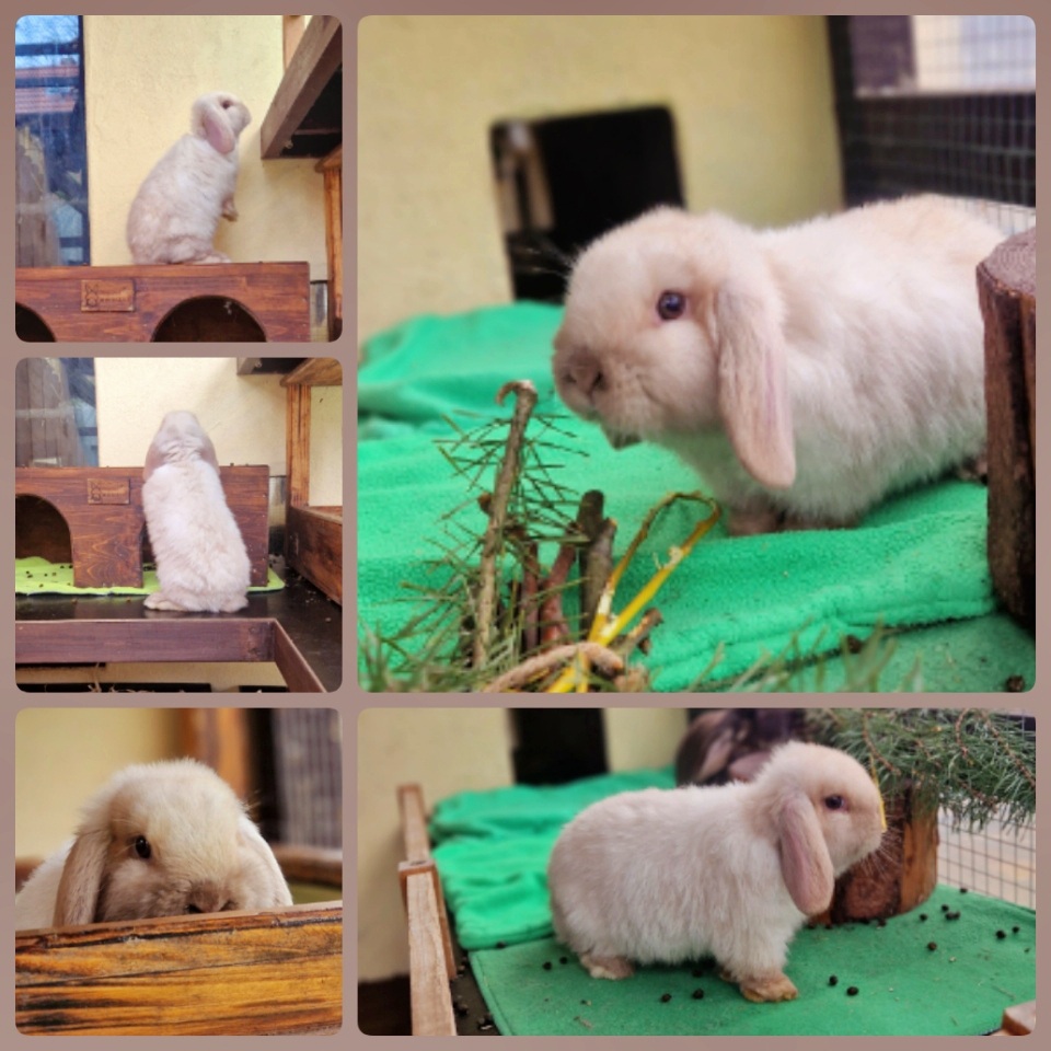 Annabel als Jungtiere