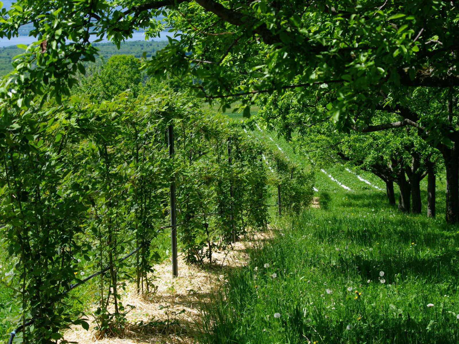 Mai - Les Mûres grandissent sous les Mirabelliers