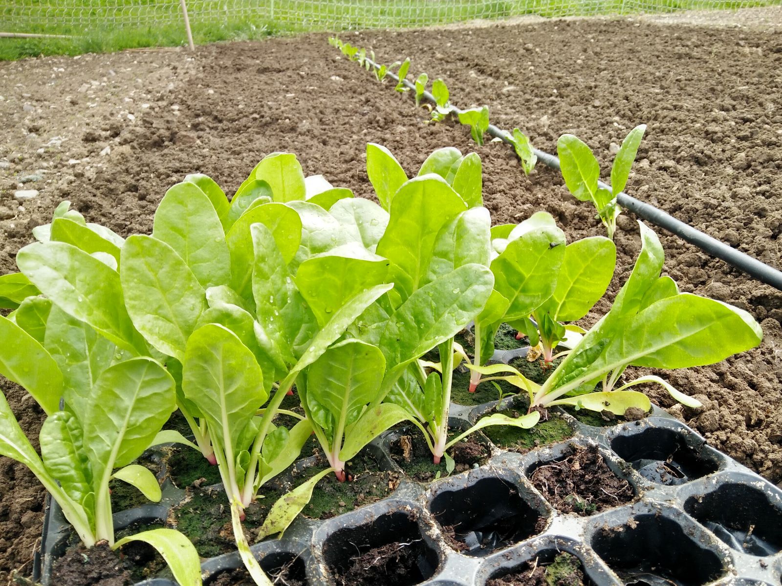 Mai - Les plants de Blettes ont bien poussé, nous les mettons en place