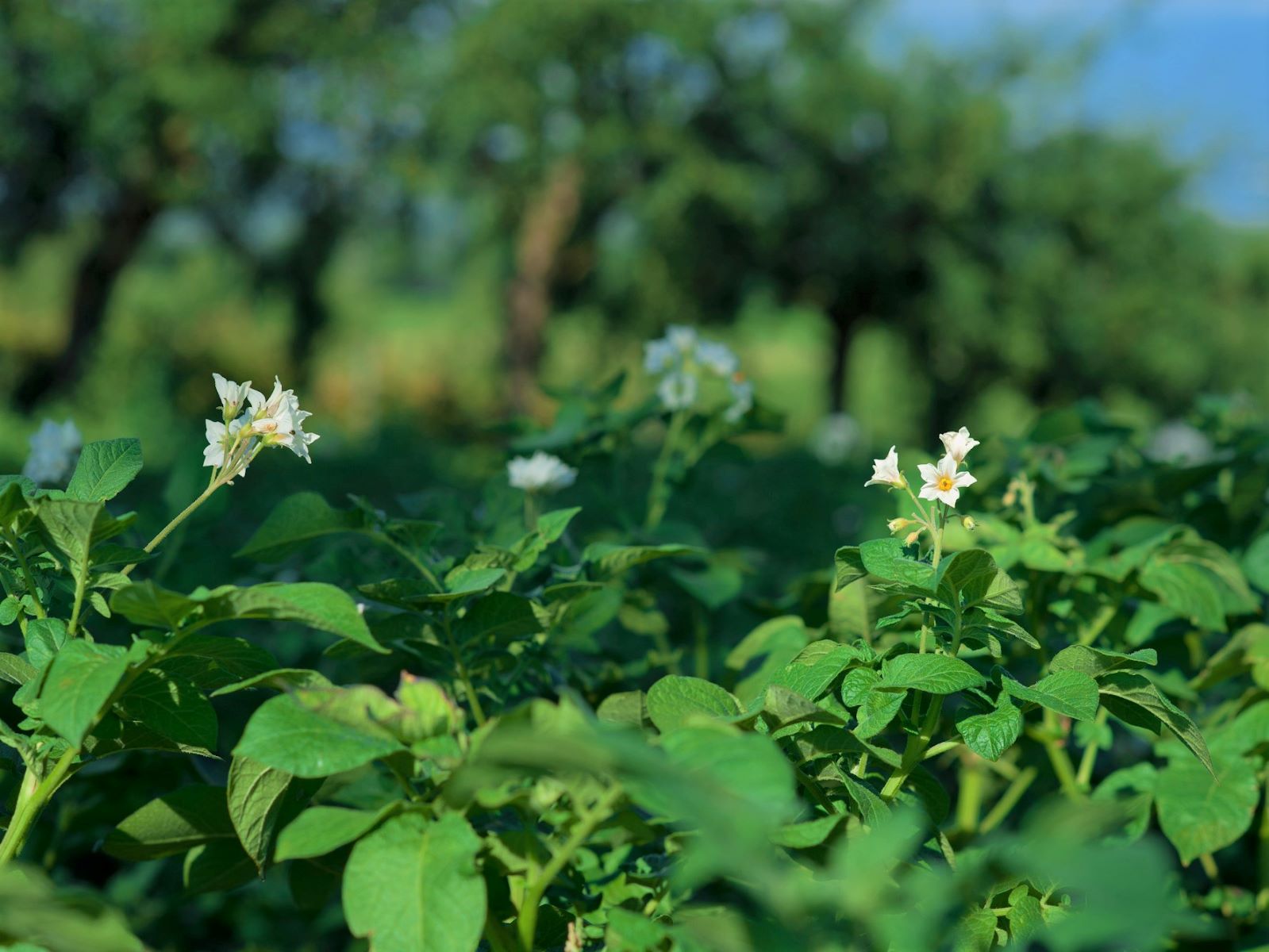 Juillet - Les Pommes de Terre sont en fleurs