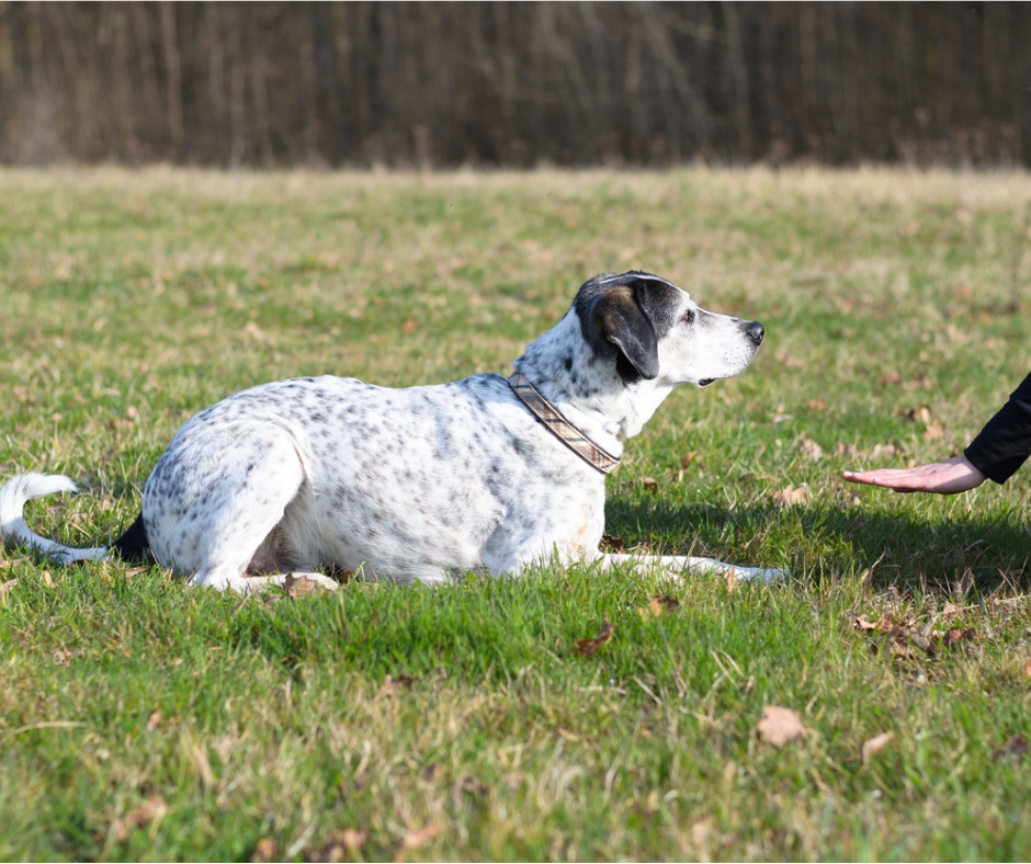 Kurs Alltagstraining Hundeschule & Hundetraining in Köln und Umgebung