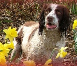 Dog Rescues North West England Dog Rescues North West England