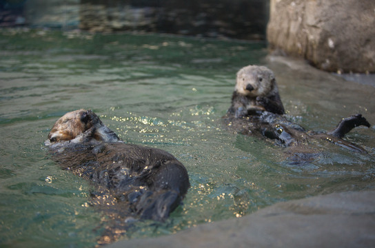 記事】盲目のラッコ、ウォリーに友達 | Wally Makes a New Sea Otter