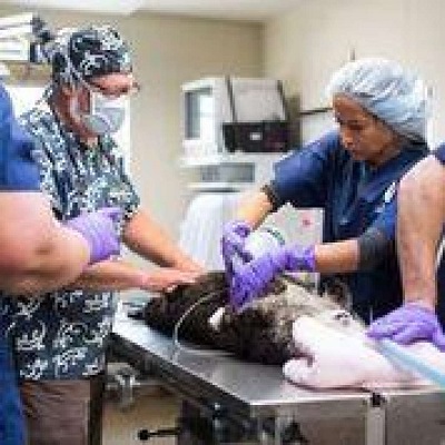 獣医助手のソフィー・ガラスキー（右）とモントレーベイ水族館の獣医師マイク・マリー博士がオットーの腹部に無線装置を入れる手術の準備をしている。