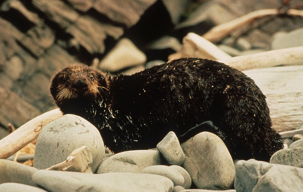 原油にまみれたラッコ (c)Alaska Resources Library & Information Services, Flicker