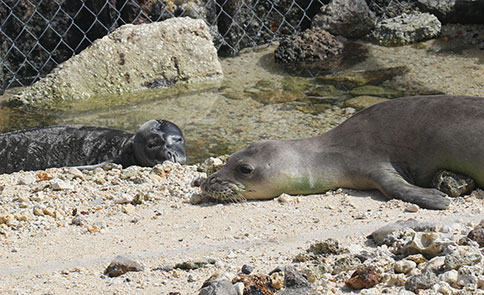 Hawaiian monk seals Awa`puhi and Mililani at French Frigate Shoals.  © NOAA permit #16632