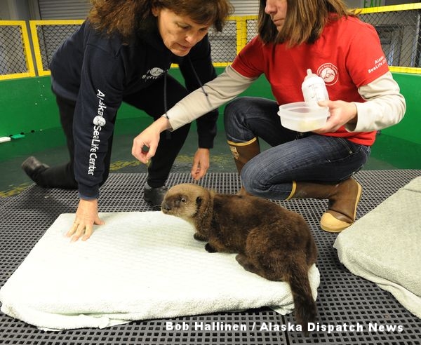 ボランティアのデブ・マグルダーと飼育マネージャーのリサ・ハートマンが細かくした貝とラッコの母乳に似せた人工ミルクをシーライフセンターでケアを受けるオスの幼獣に与えている。(Bob Hallinen / Alaska Dispatch News)