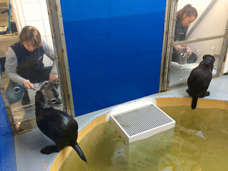 オセアノポリス水族館の隔離水槽にいる若い2頭のラッコ、マチャクとタンギク© Océanopolis