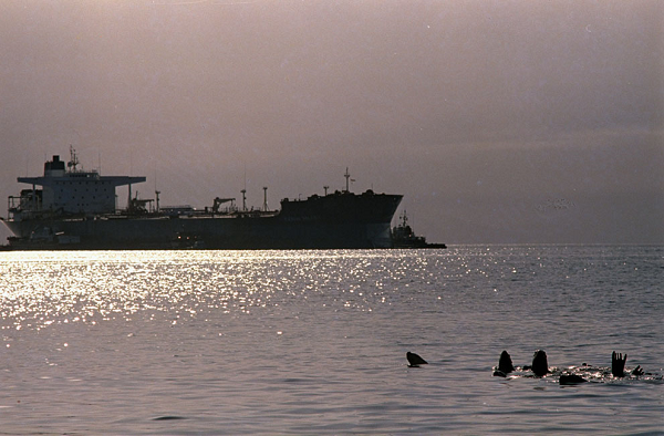 【記事】ラッコと原油流出：エクソン・バルディーズ号原油流出事故から25年 | The Exxon Valdez Oil Spill: 25 Years Ago Today