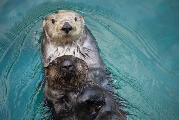 Photo:Oregon Zoo