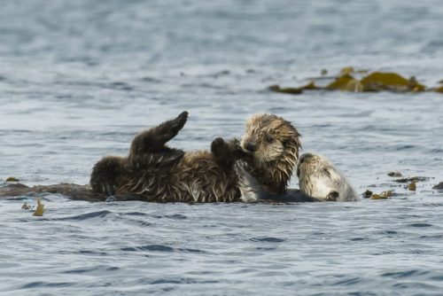 子どもは母親からカニの食べ方を教わるが、それが間接的にアマモの繁殖地を守ることに繋がっている。Photo: Bart Selby