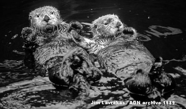 エクソン・バルディーズ号原油流出事件の犠牲となった2頭のラッコたちがカチェマック湾のリハビリ施設で回復に向かっている。1989年7月。(Jim Lavrakas / ADN archive 1989)