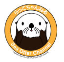 動画 貝を割るラッコ Wild Southern Sea Otter Cracking Open Mussels らっこちゃんねる Sea Otter Channel ラッコ情報 記事 動画 写真をご紹介